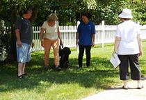 Walking on a loose leash - CLICK ON IMAGE FOR LARGER VIEW